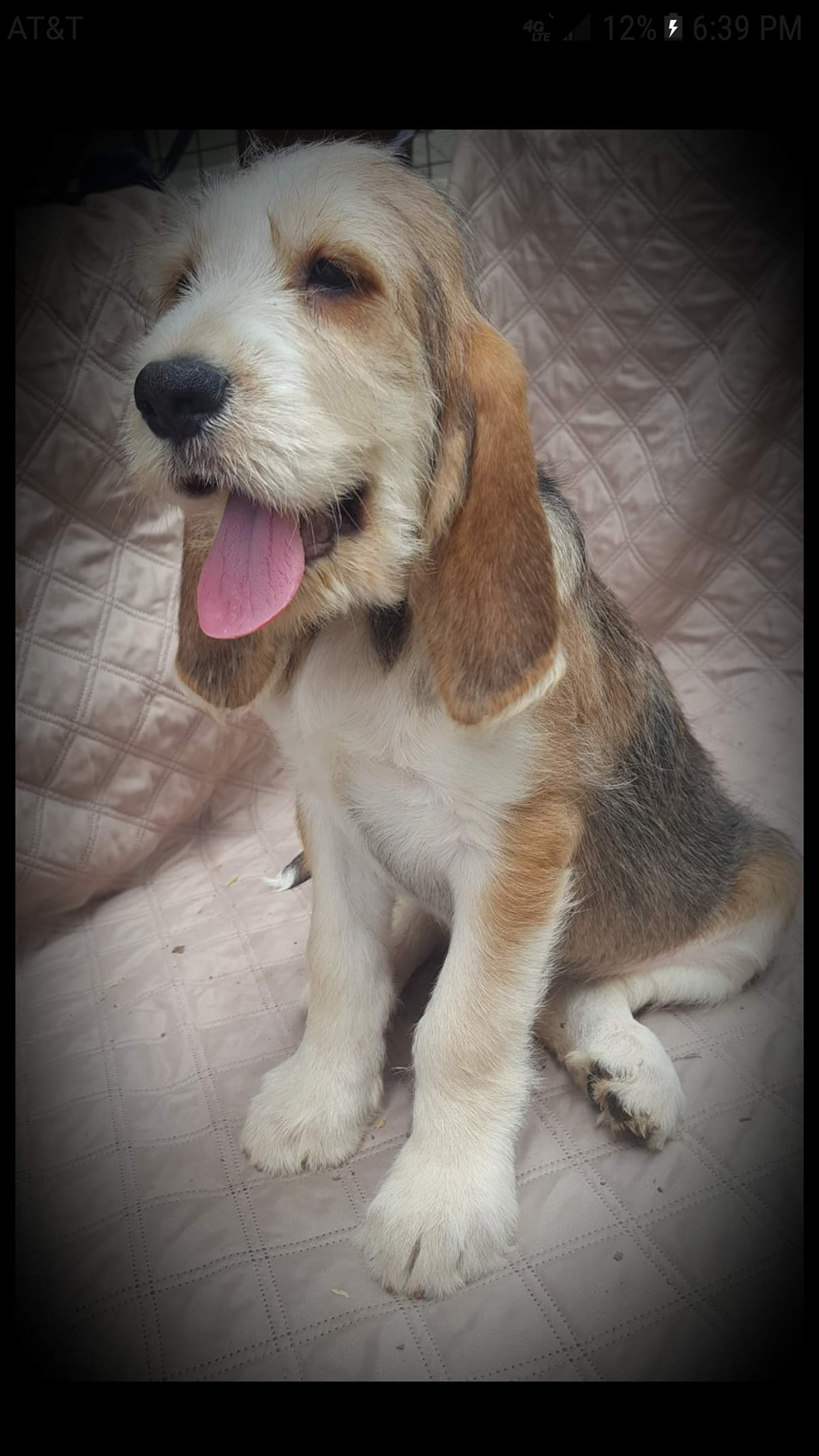 otterhound puppy held in arms