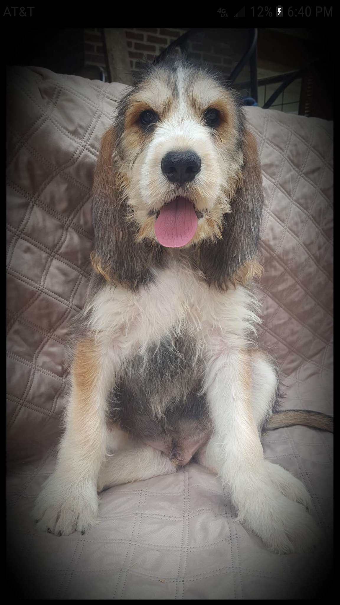 otterhound puppy held in arms