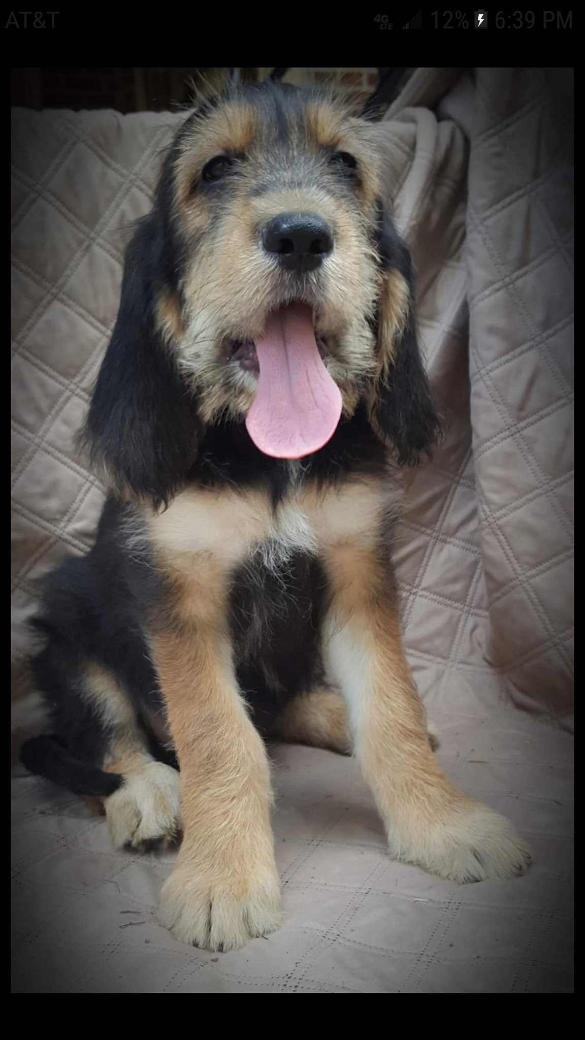 otterhound puppy held in arms