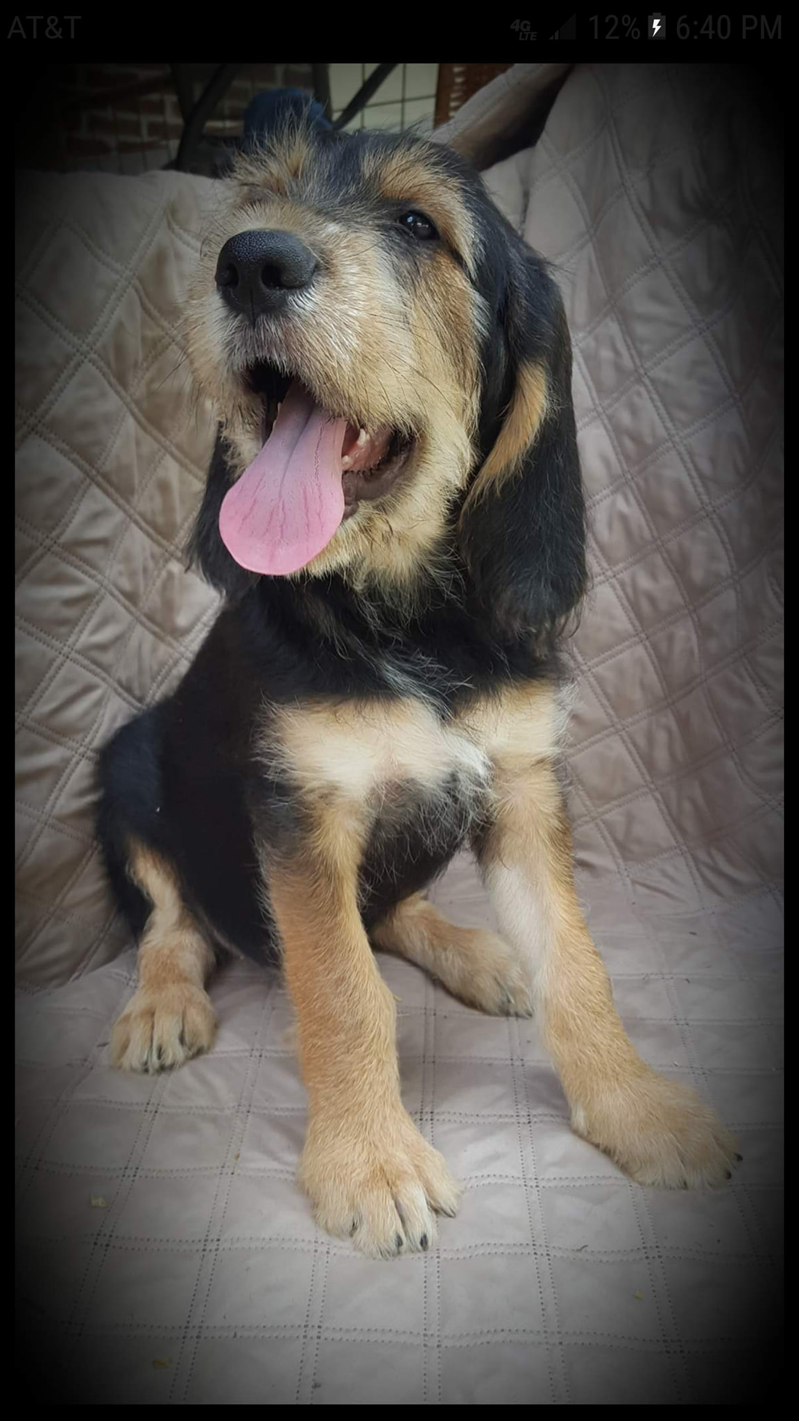 otterhound puppy held in arms