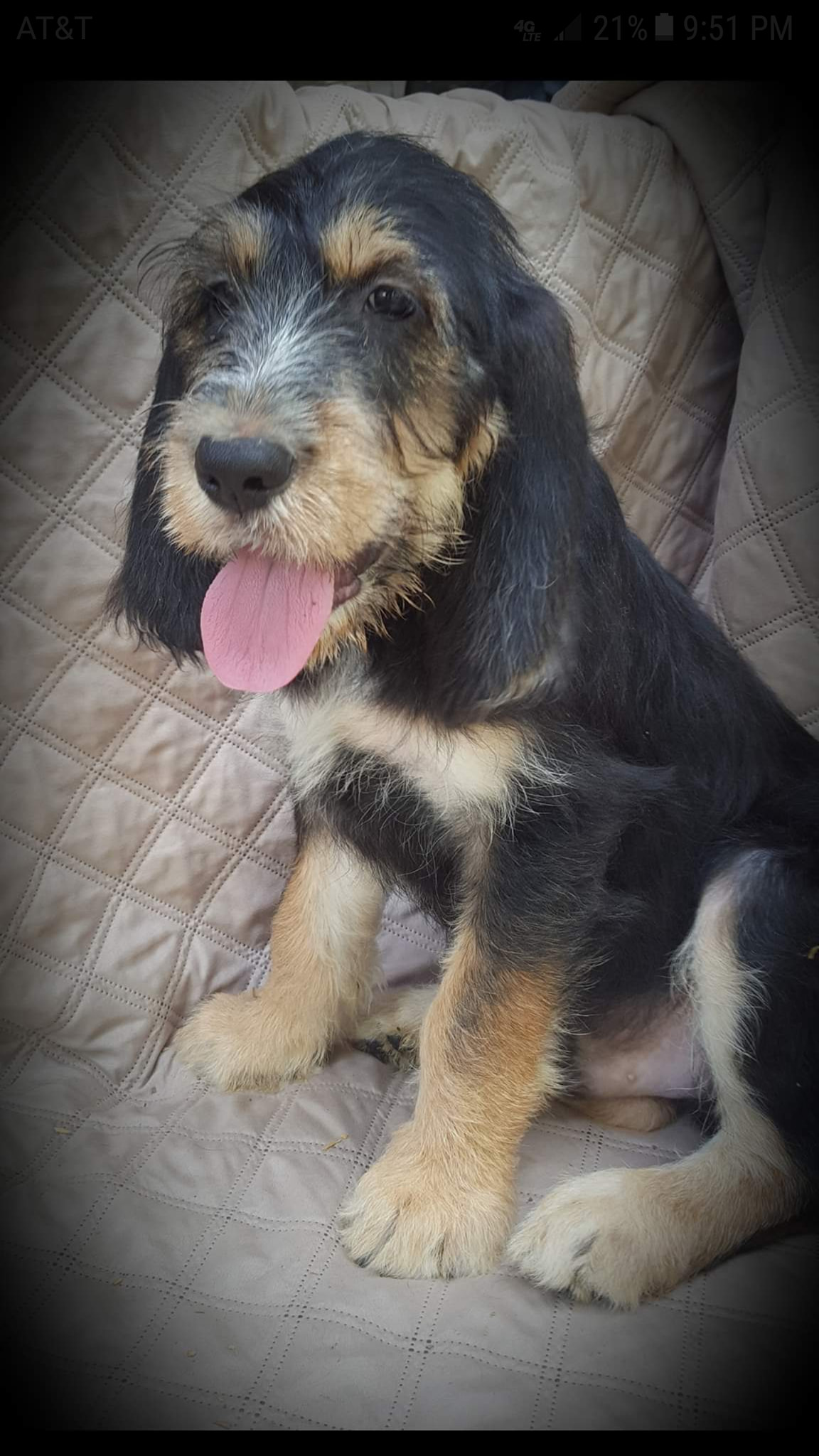 otterhound puppy held in arms