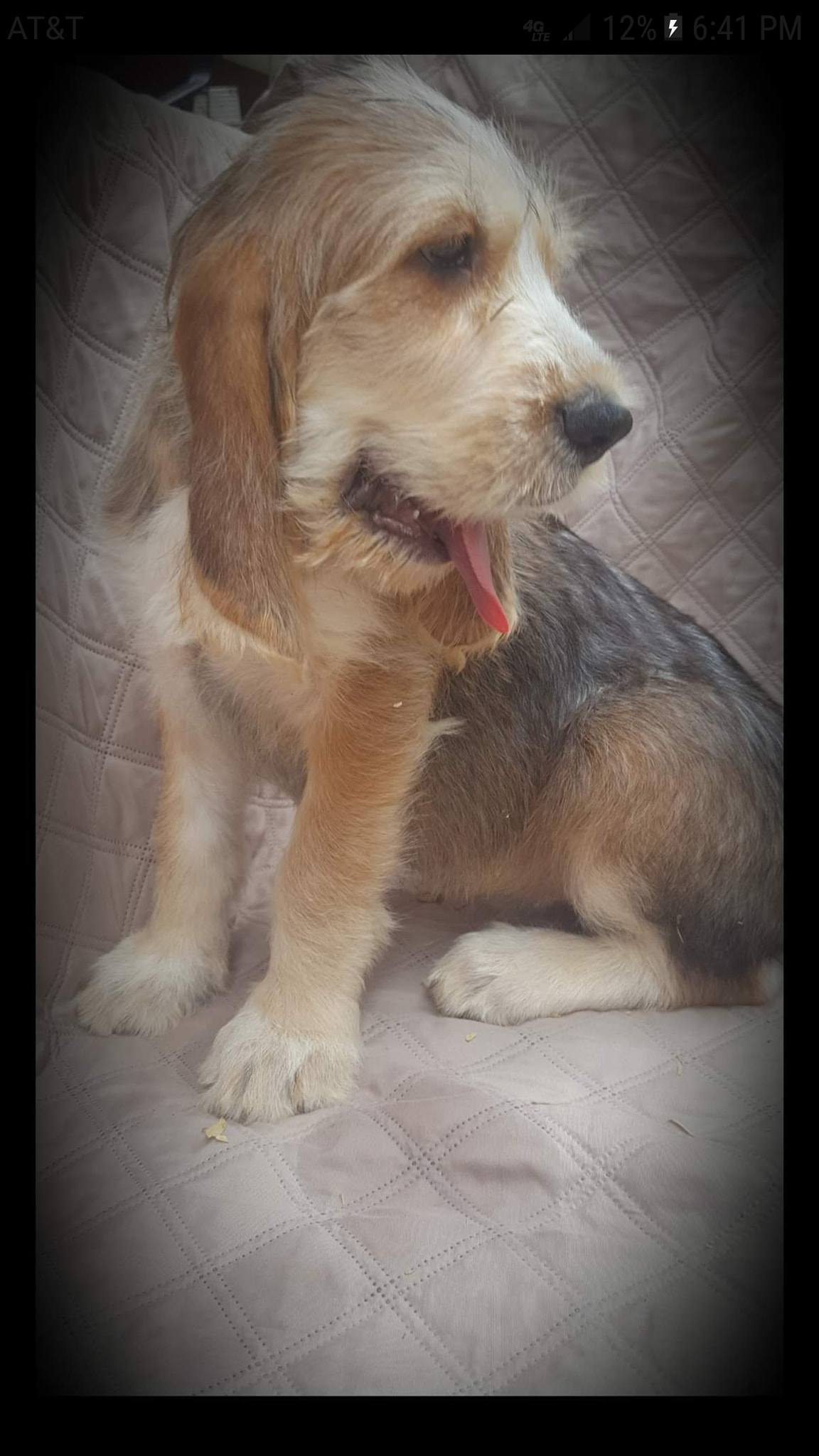 otterhound puppy held in arms