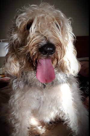 otterhound with pink tongue out