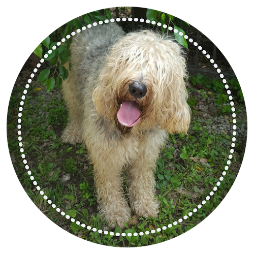 happy otterhound outside with tilted head