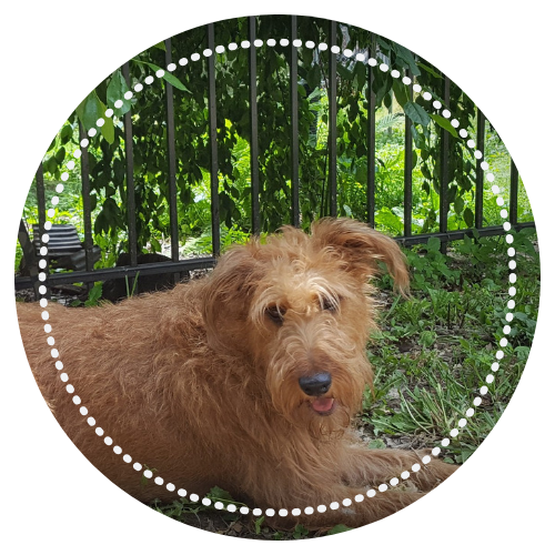 terrier sitting outside next to iron fencing